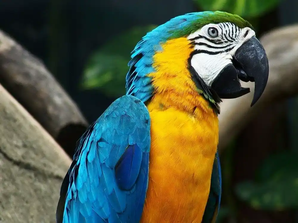 Colourful blue and yellow macaw in a tropical Brazilian forest.
