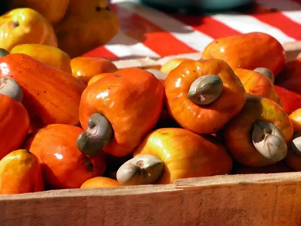 Fresh Brazilian cashew fruit displayed at a market.