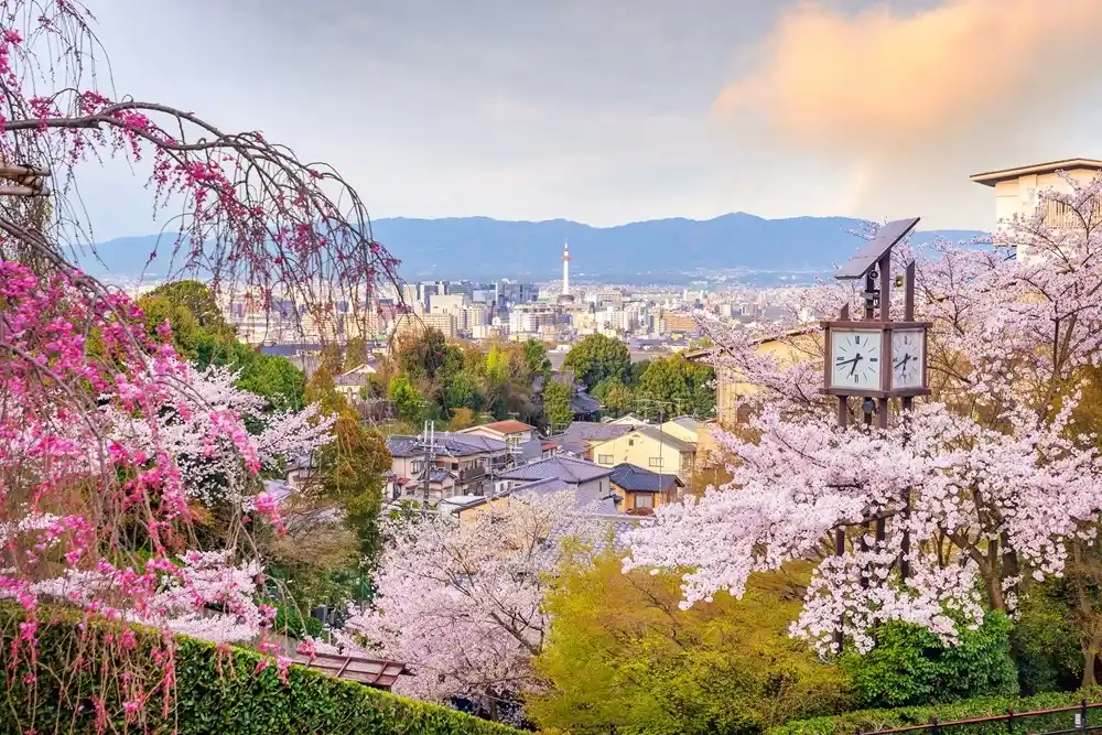 Kyoto city skyline with cherry blossoms in the foreground during spring season.