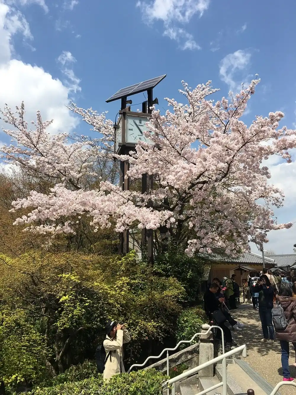 People gathering near cherry blossoms at Kiyomizu-dera temple in Kyoto during hanami season.