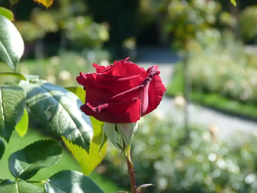 Close-up of a red rose in the gardens of Mainau Island.