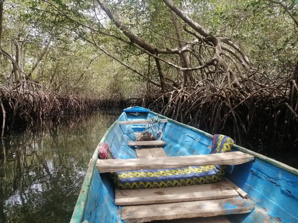A small blue wooden boat navigates through the narrow waterways of a mangrove area at Sandicoly Ecofarm in Senegal.
