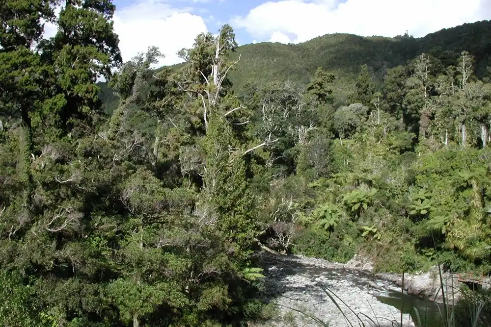 Dense forest and rocky river landscape at Kaitoke Regional Park in New Zealand, the filming location for Rivendell in The Lord of the Rings.