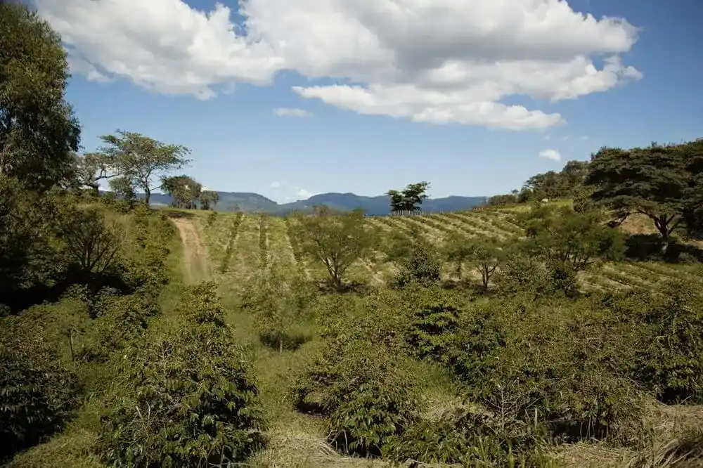 Coffee plantation covering rolling hills in Brazil.