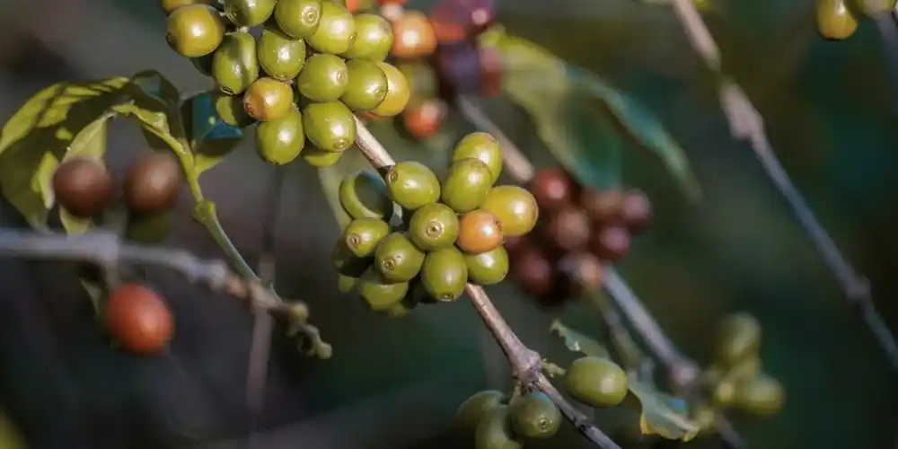 Green and red coffee cherries growing on a coffee plant.