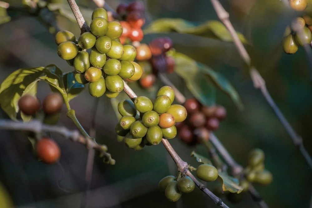 Green and red coffee cherries growing on a coffee plant.