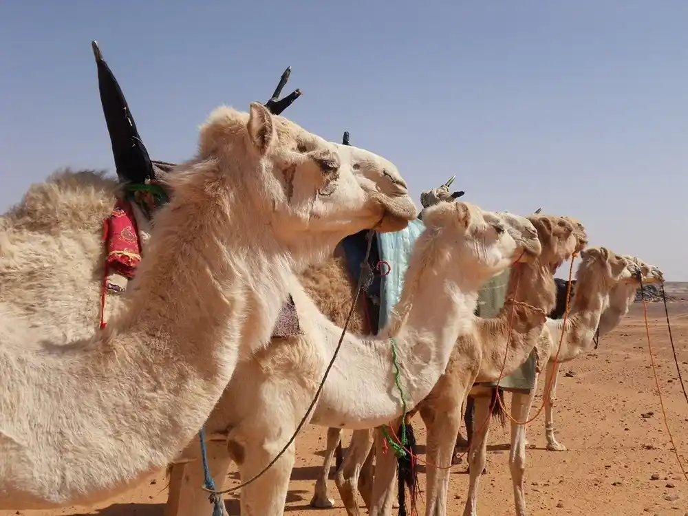 Row of pale camels in profile with colourful rope halters and tall Tuareg saddles, standing on sandy, stony desert.